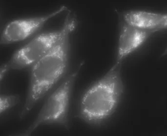 Syntaxin3 Polyclonal rabbit antiserum - image 1